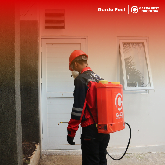 Treatment Kutu Kucing