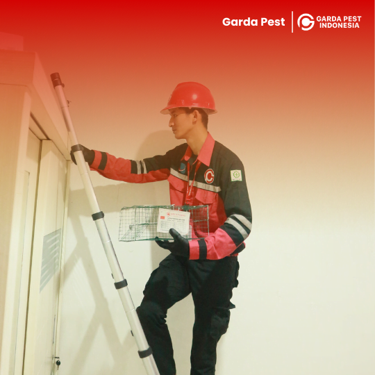 Jasa Pembasmi Tikus di Semarang : Nganggo Garda