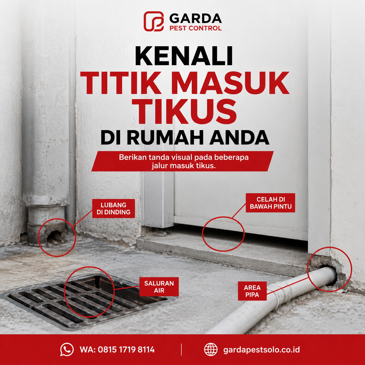 Cara Mencegah Tikus Datang Kembali Pasca Pembasmian Solo yang Efektif